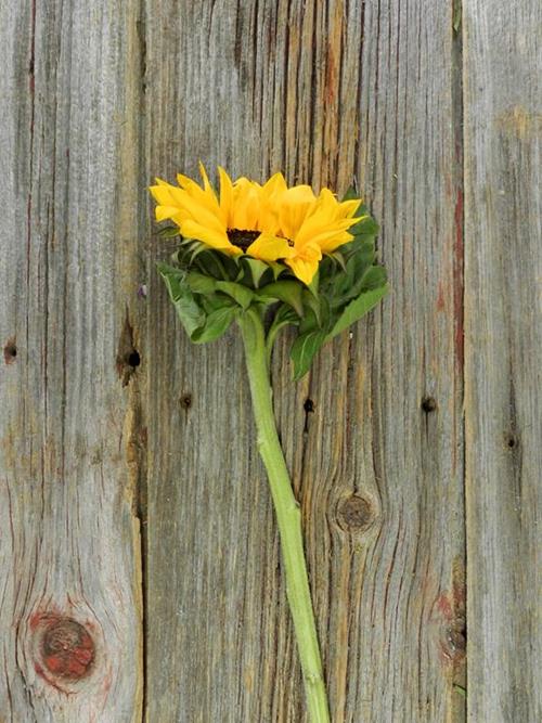 DARK CENTER  YELLOW SUNFLOWERS